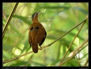  Pale-legged Hornero, Rio Claro Reserve � Janet Zinn 2015