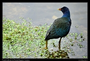  Purple Gallinule, Bogota Botanical Gardens � Janet Zinn 2015