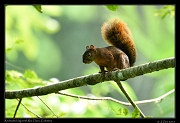  Red-tailed Squirrel, Rio Claro Reserve � Janet Zinn 2015