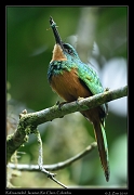  Rufous-tailed Jacamar, Rio Claro Reserve � Janet Zinn 2015