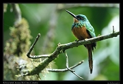  Rufous-tailed Jacamar, Rio Claro Reserve � Janet Zinn 2015