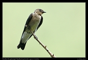  Southern Rough-winged Swallow, Guarinocito Lagoon � Janet Zinn 2015