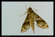  Sphinx moth sp. Rio Claro � Janet Zinn 2015