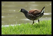  Spot=flanked Gallinula, La Florida Park, Bogota, � Janet Zinn 2015