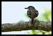  Streaked Flycatcher, Rio Claro Reserve � Janet Zinn 2015