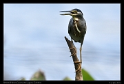  Striated Heron, Guarinocito Lagoon � Janet Zinn 2015