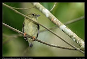  White-bearded Manakin (female) Rio Claro Reserve � Janet Zinn 2015