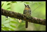  White-whiskered Puffbird,  Rio Claro Reserve � Janet Zinn 2015
