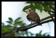  White-whiskered Puffbird,  Rio Claro Reserve � Janet Zinn 2015