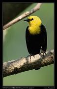  Yellow-hooded Blackbird, Guarinocito Lagoon � Janet Zinn 2015