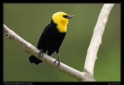  Yellow-hooded Blackbird, � Janet Zinn 2015