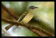  Yellow-olive Flycatcher, Rio Claro Reserve � Janet Zinn 2015