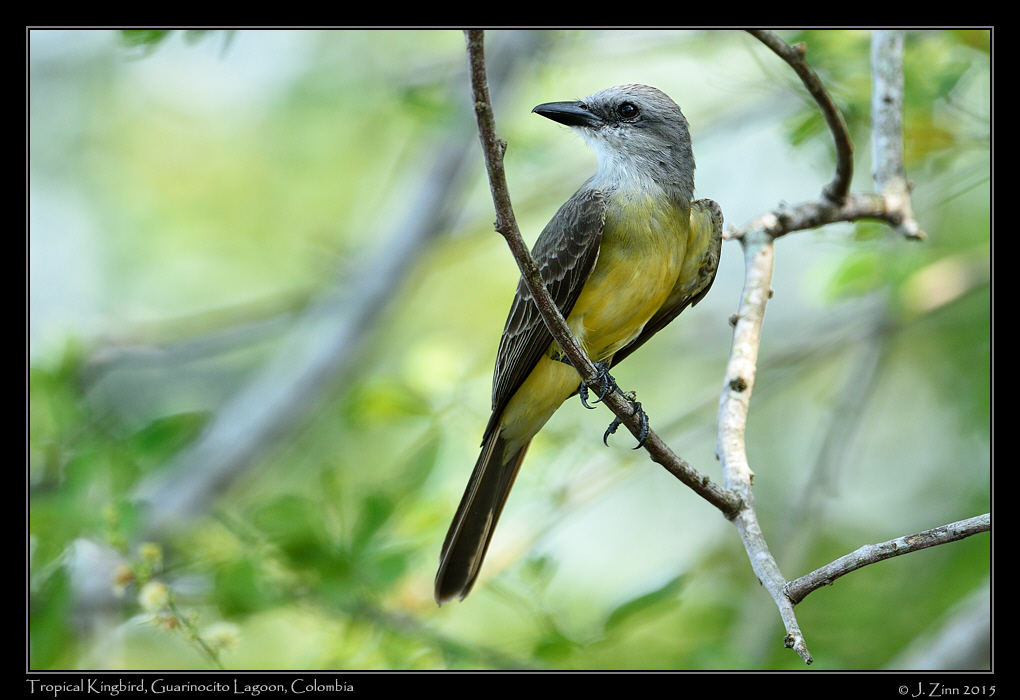 tropical_kingbird_1262b