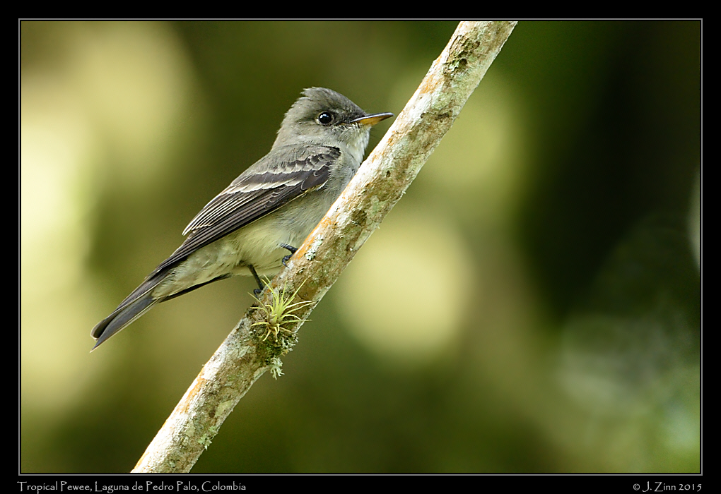 tropical_pewee_9925a