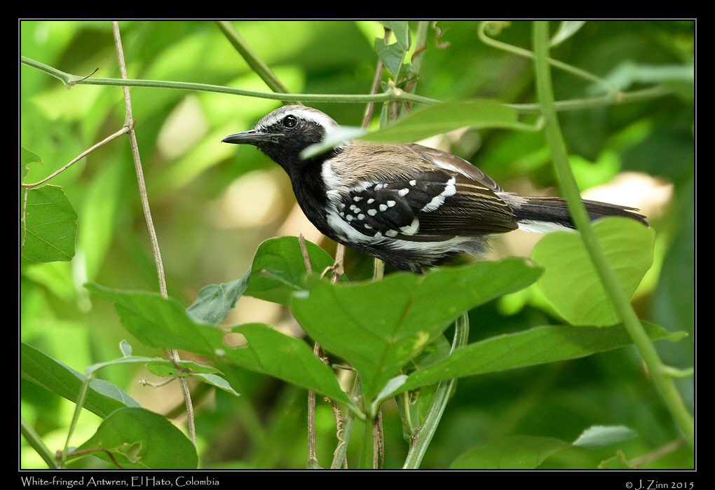 white_fringed_antwren_0766b