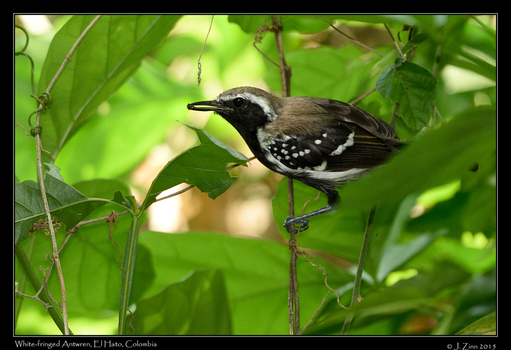 white_fringed_antwren_0771a