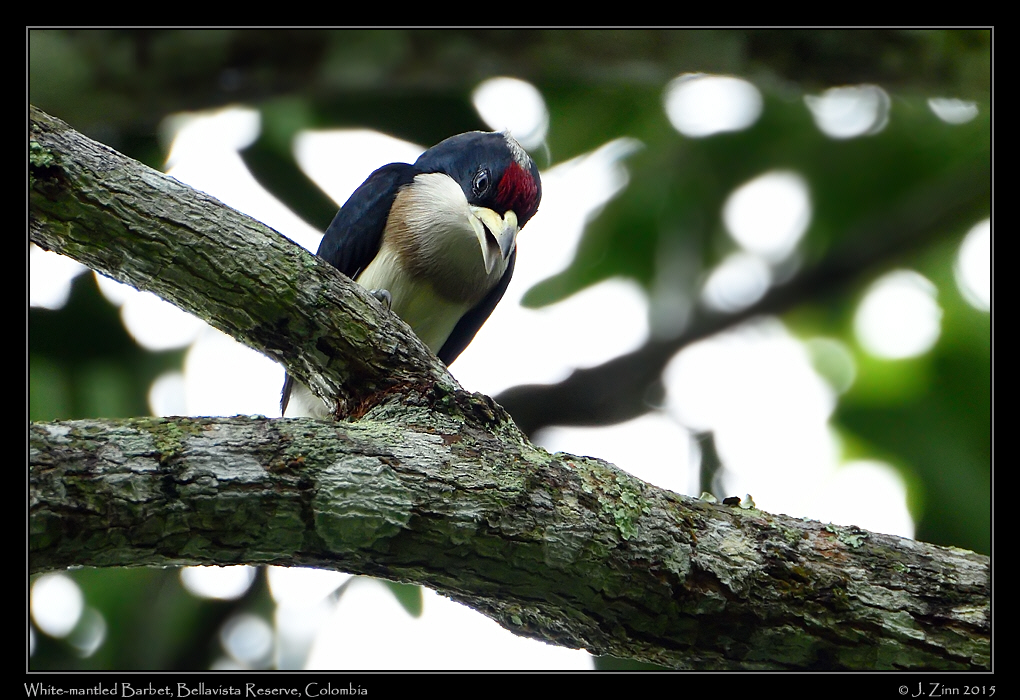 white_mantled_barbet_0932a