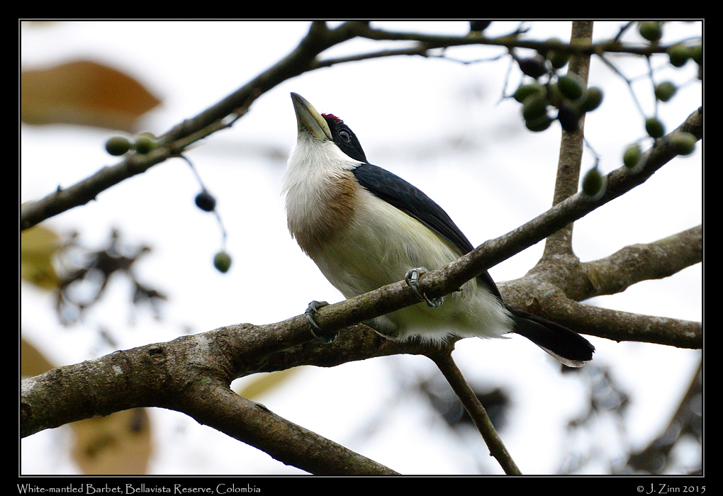 white_mantled_barbet_1003a