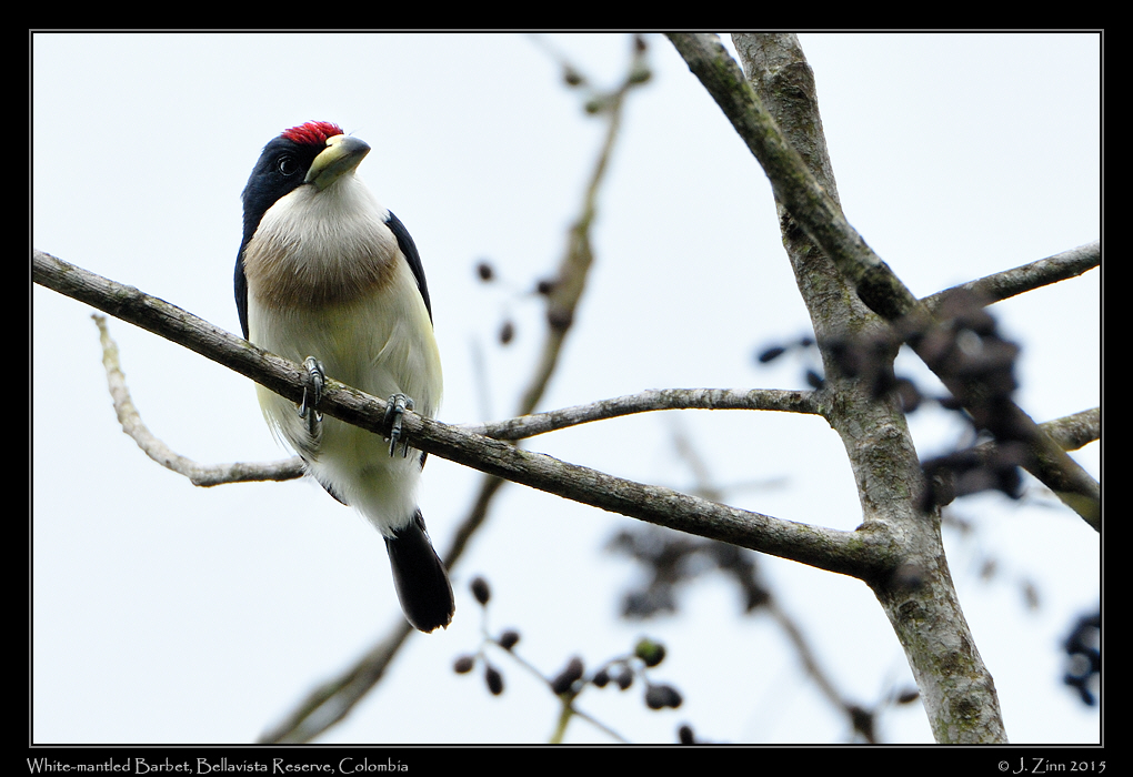 white_mantled_barbet_1041a
