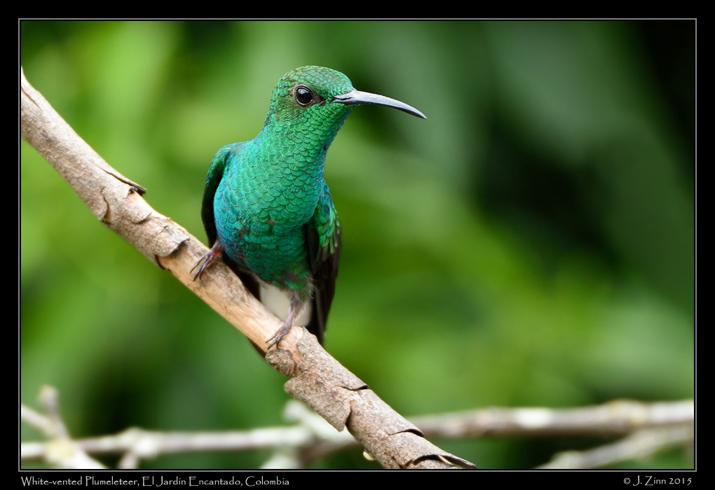 white_vented_plumeleteer_0326a