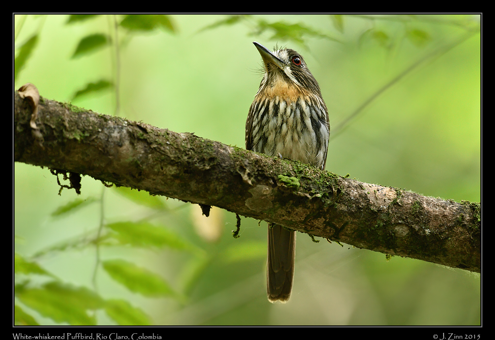 white_whiskered_puffbird_1495a