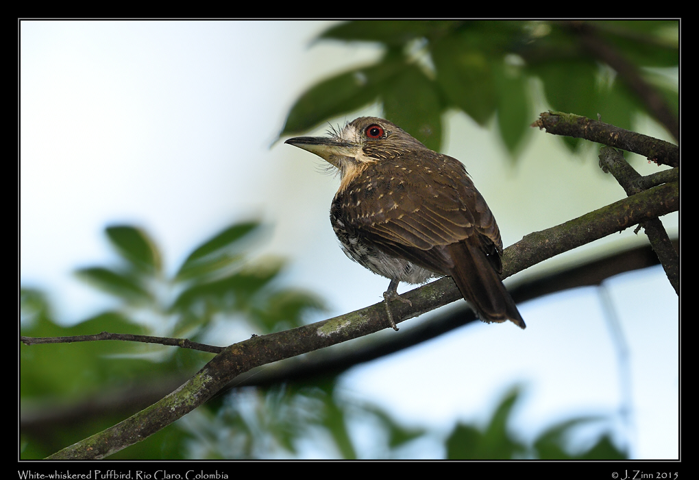 white_whiskered_puffbird_1512a