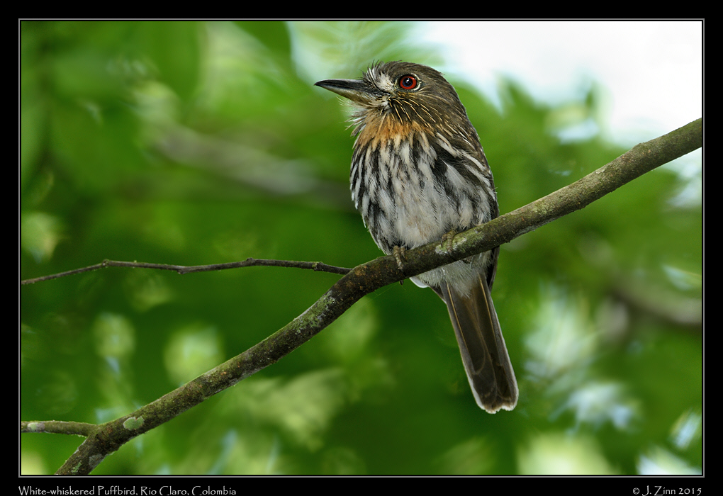 white_whiskered_puffbird_1529a