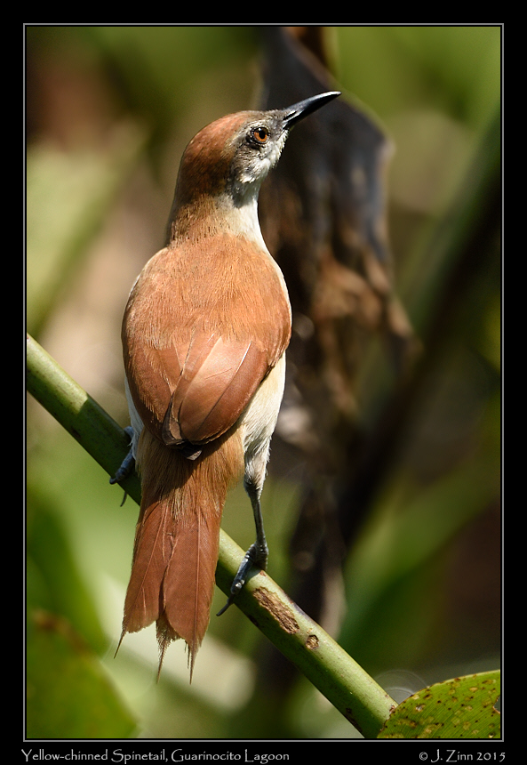 yellow_chinned_spinetail_1158a