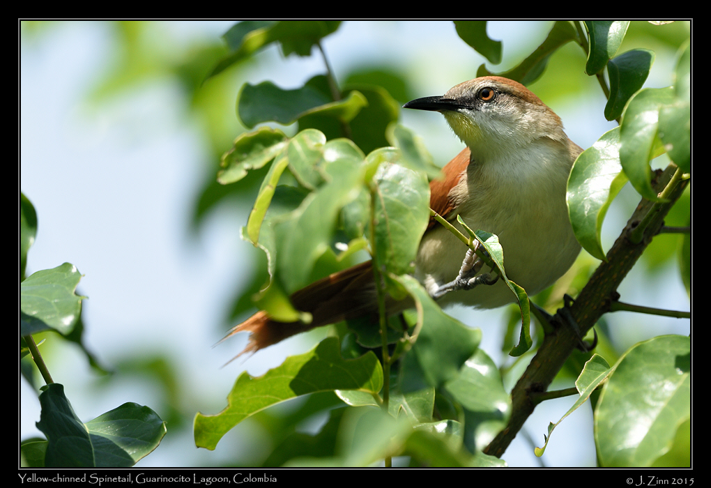 yellow_chinned_spinetail_1195a