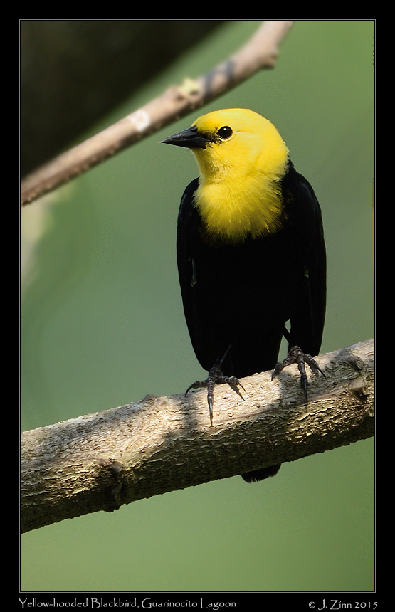 yellow_hooded_blackbird_1322b
