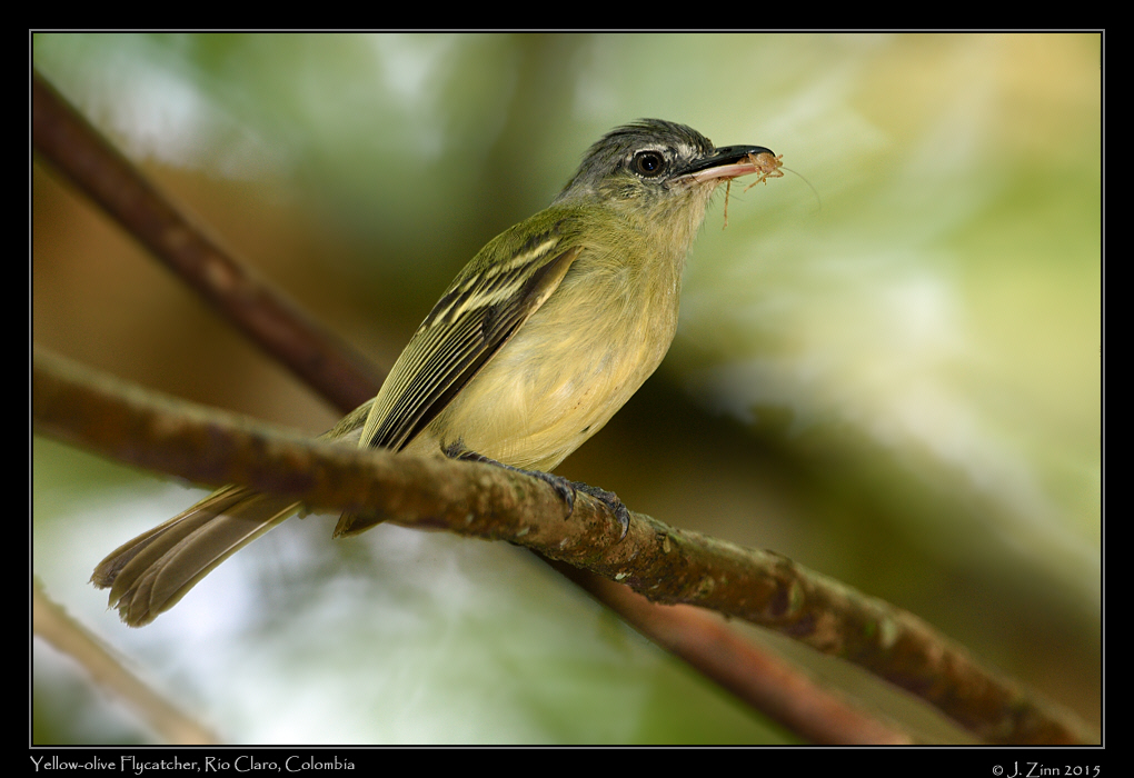 yellow_olive_flycatcher_2021a