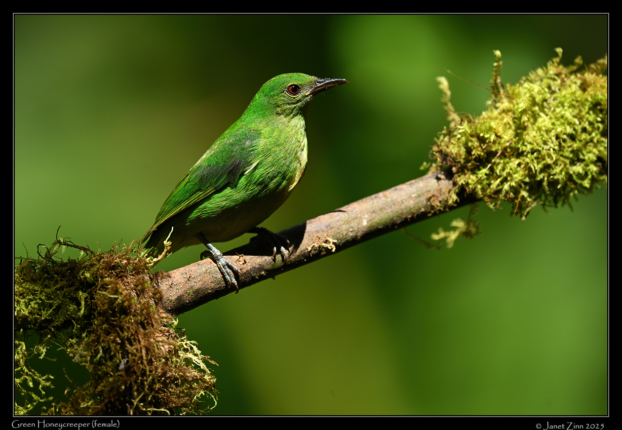 green_honeycreeper_female_JZ9_3046a