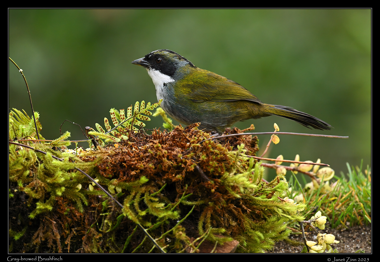 grey_browed_brushfinch_JZ9_2586a