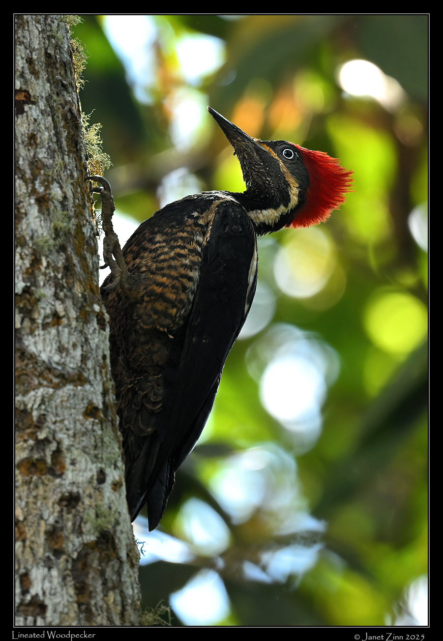 linneated_woodpecker_JZ9_3588a