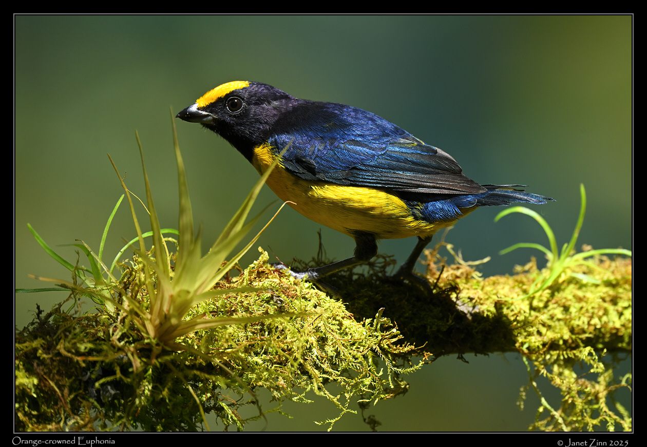 orange_crowned_euphonia_JZ9_3053a