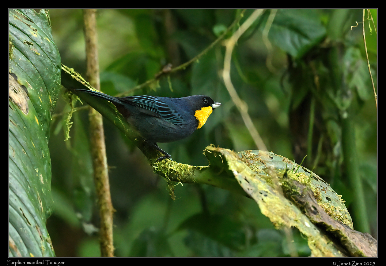 purplish_mantled_tanager_JZ9_9086a