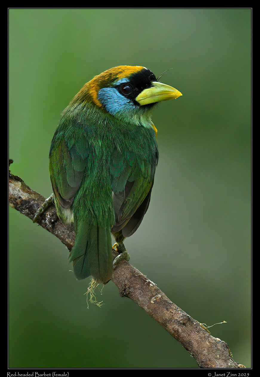 red_headed_barbet_JZ9_3453