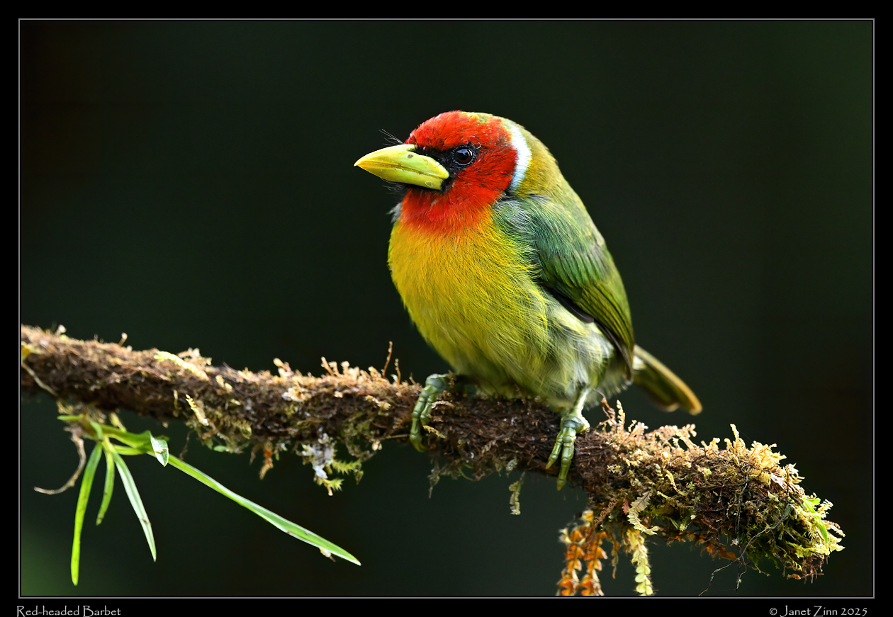 red_headed_barbet_JZ9_3722a