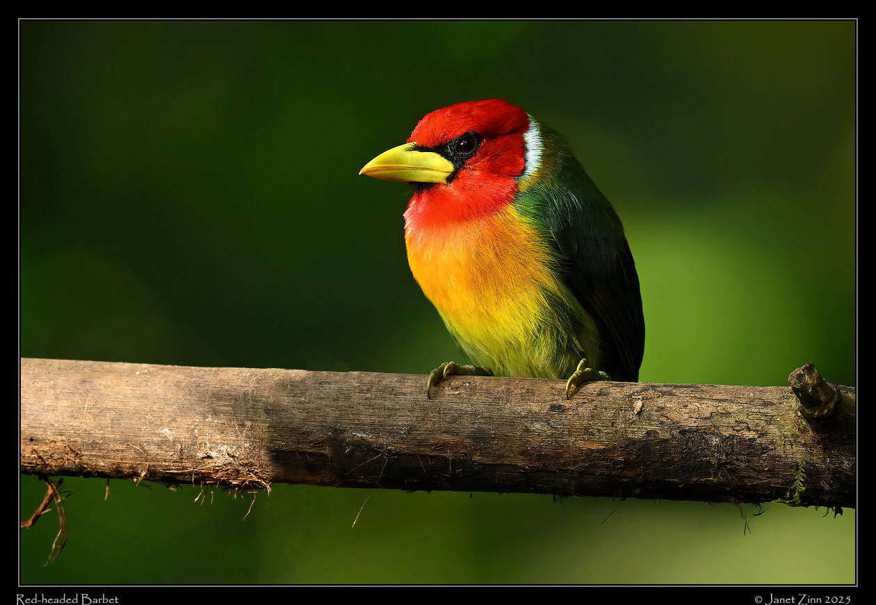 red_headed_barbet_JZ9_5759a