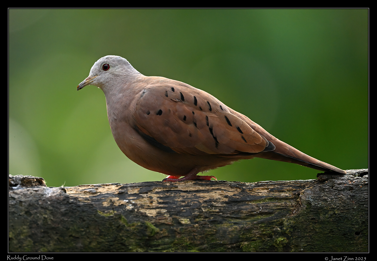 ruddy_ground_dove_JZ9_3892a