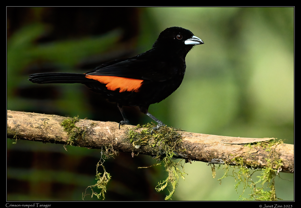 scarlet_rumped_tanager_JZ9_5842a