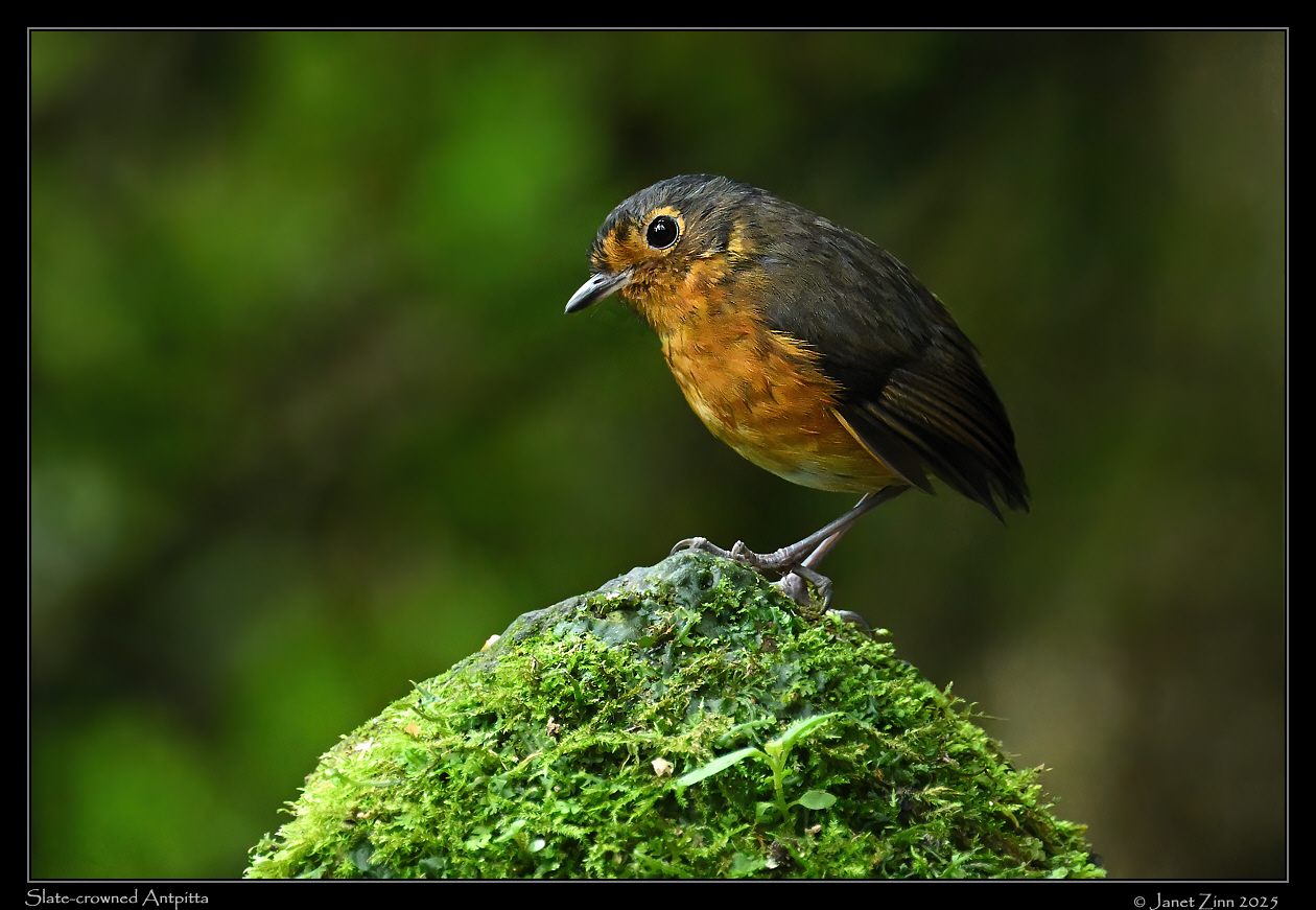 slate_crowned_antpitta_JZ8_9827a