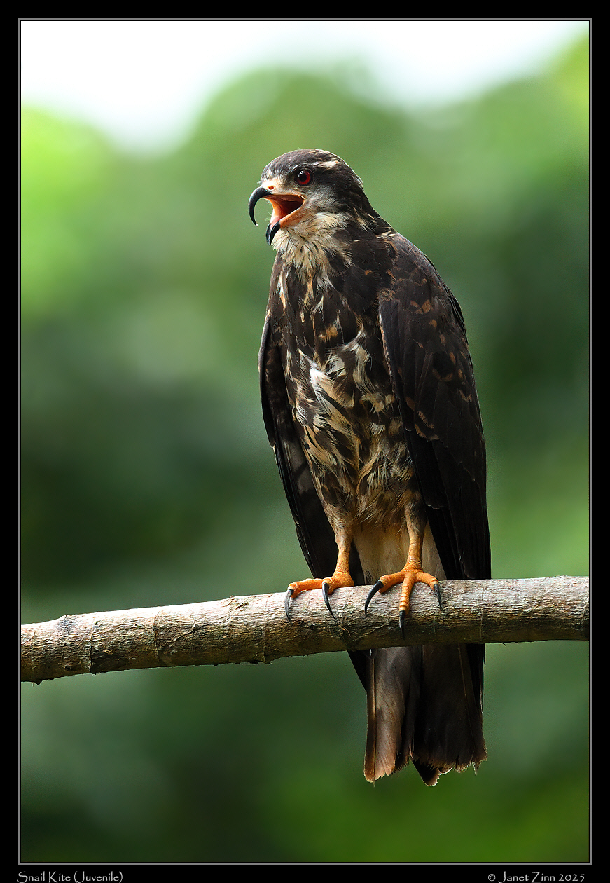snail_kite_juvenile_JZ9_7828a