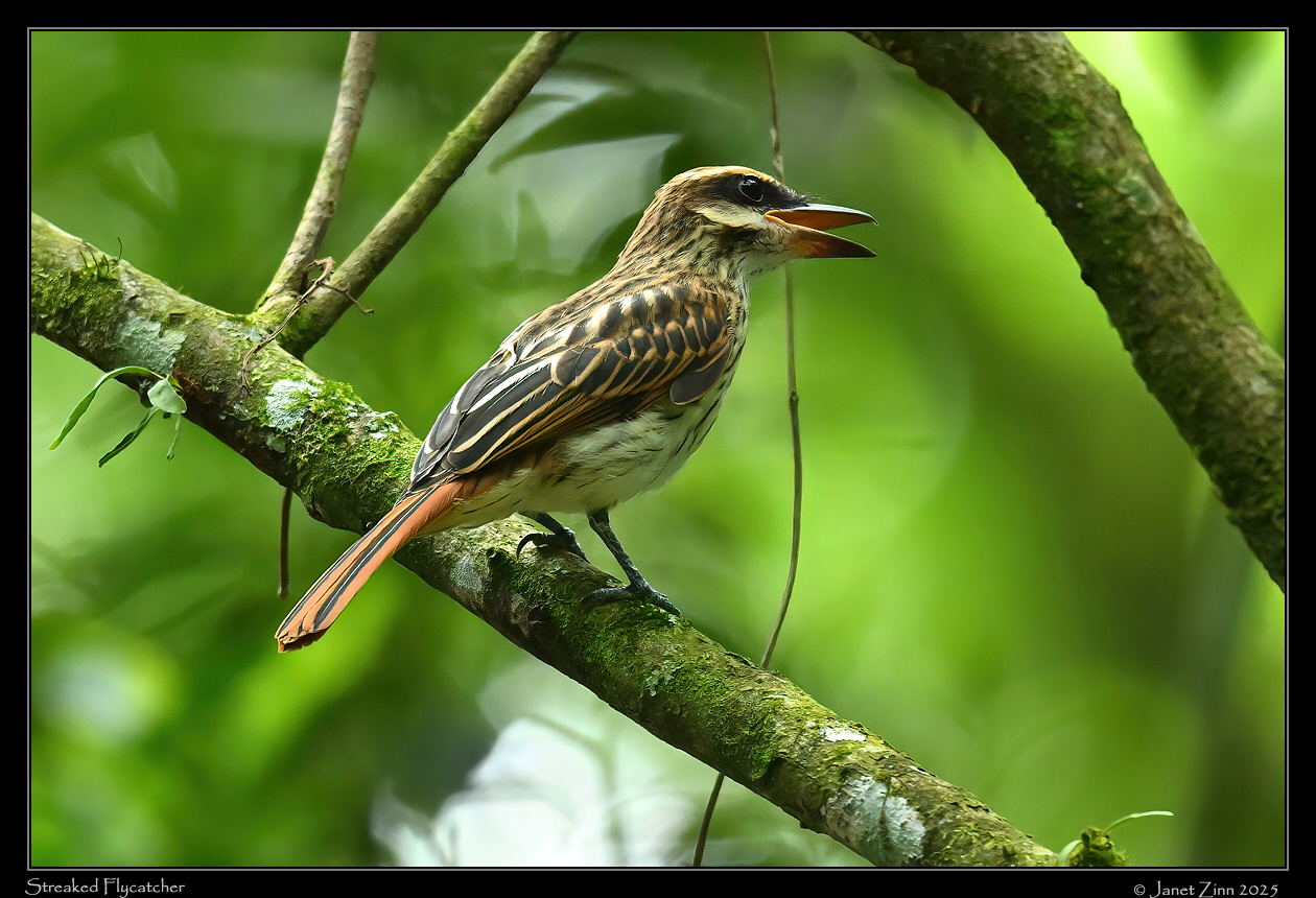 streaked_flycatcher_JZ9_4660a