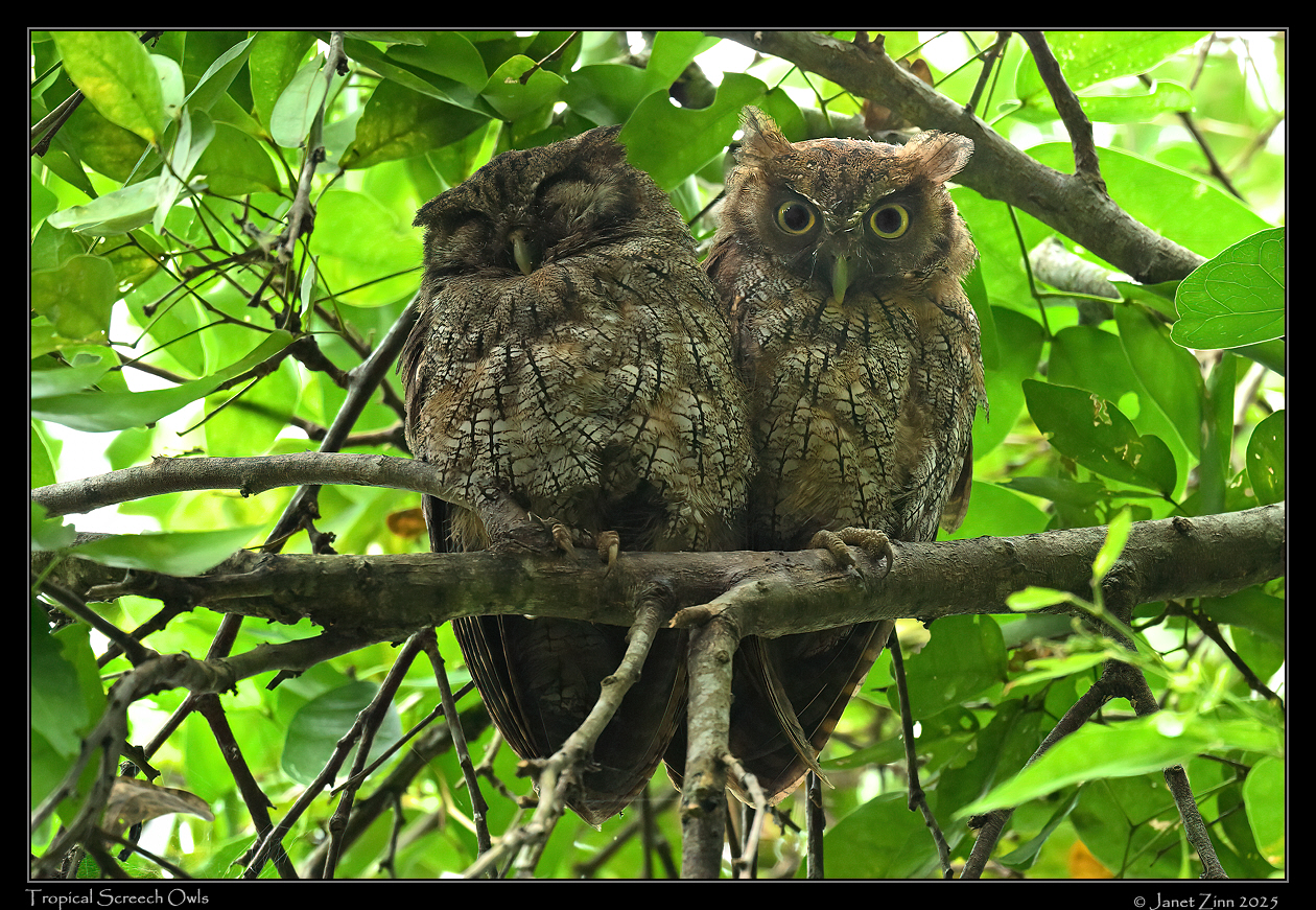 tropical_screech_owl_JZ9_7539a