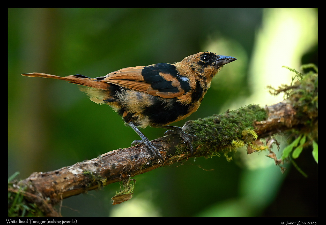 white_lined_tanager_juvenile_JZ9_2294a