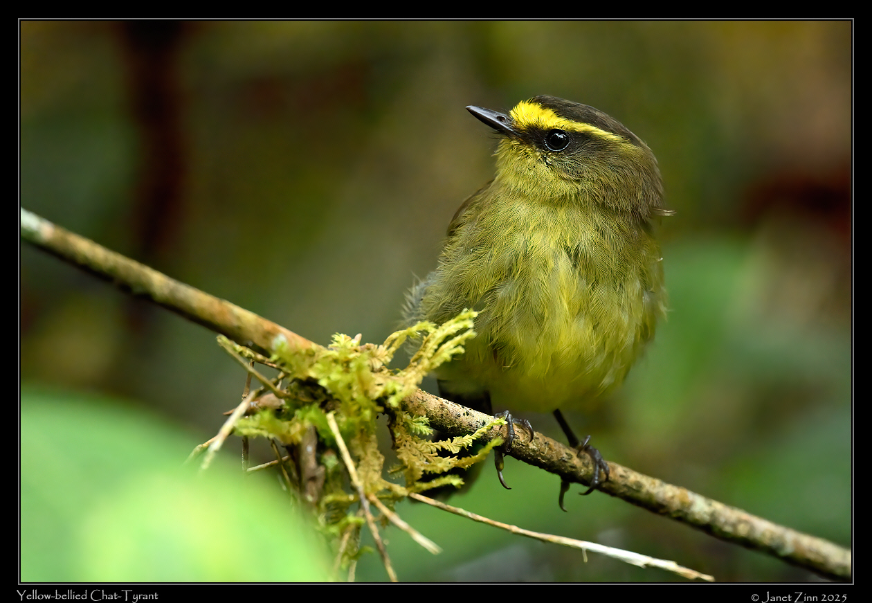 yellow_bellied_chat_tyrant_JZ9_1895a