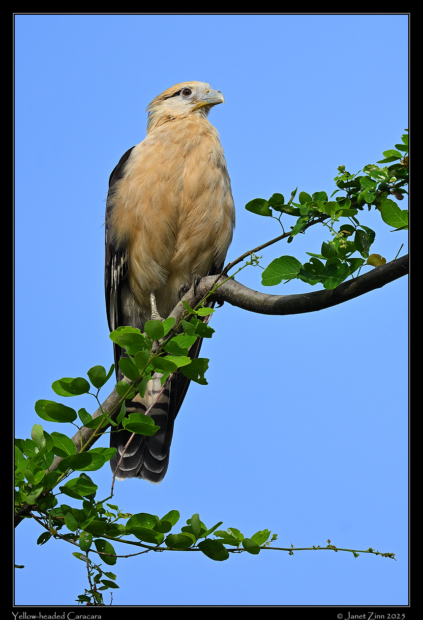 yellow_headed_caracara_JZ9_7237a