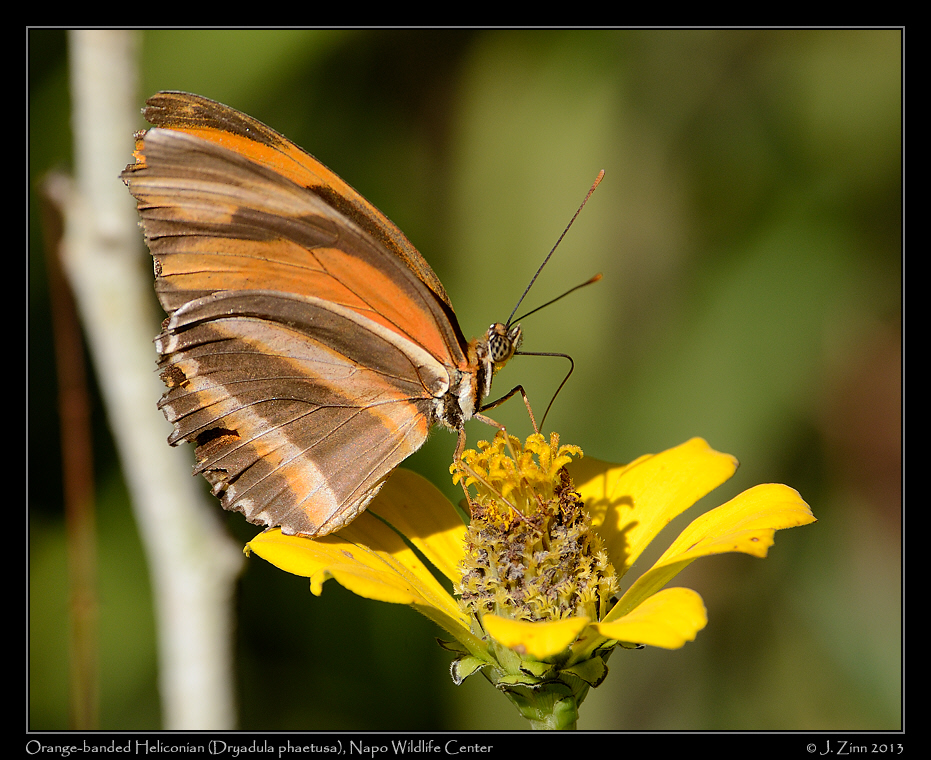 Dryadula_phaetusa_7516a