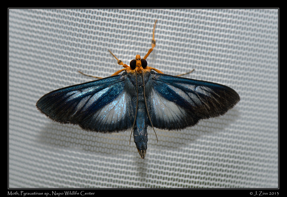 Pyraustinae_JZ1_6718a